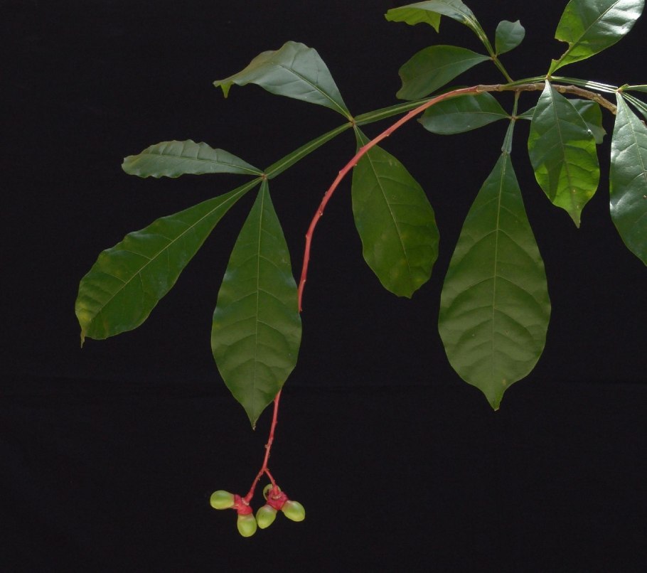 Rosaderm Quassia Amara