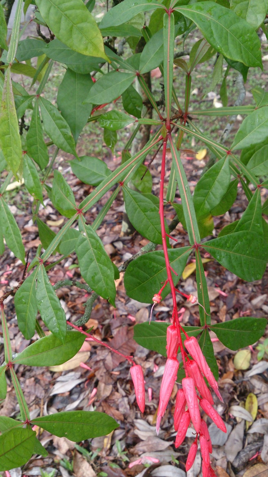 Quassia Amara фото