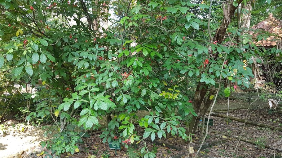 Leaf links