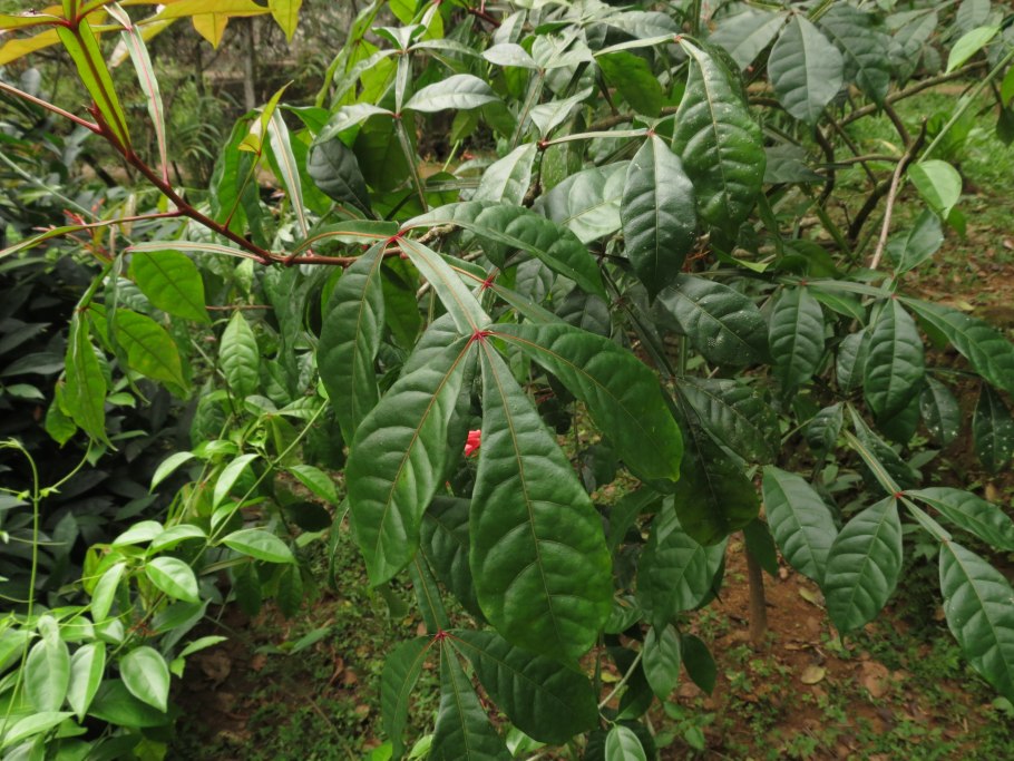 Quassia SP. 'Mount Nardi'
