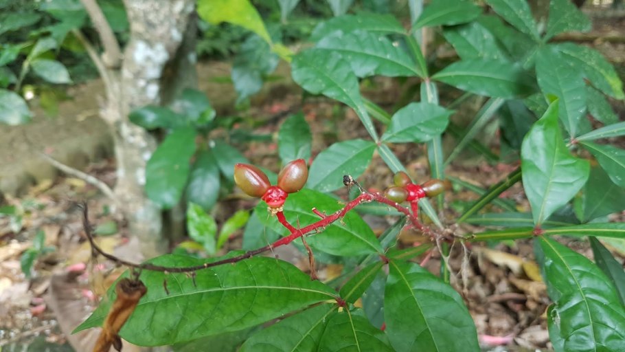 Rosaderm Quassia Amara