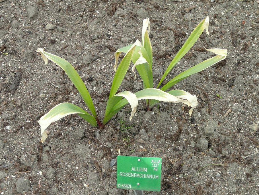 Лук семейный в стрелку