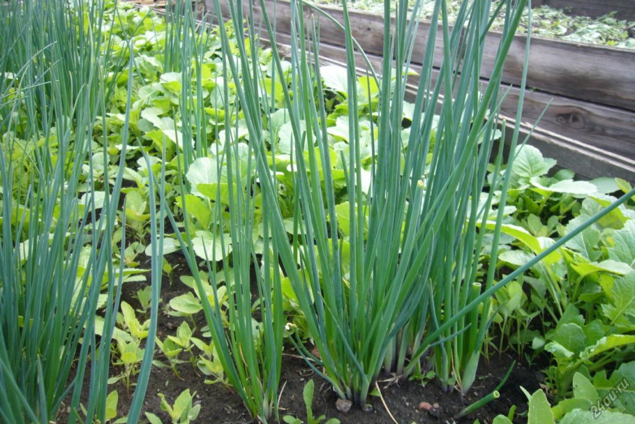 Многолетний лук батун