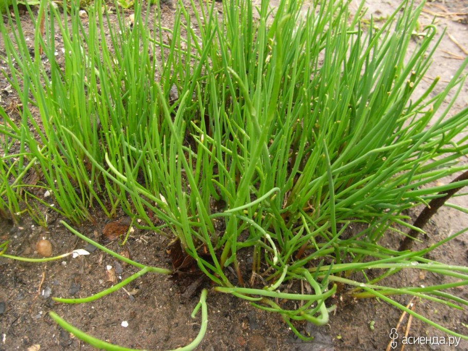 Лук круглый (Allium rotundum l.)