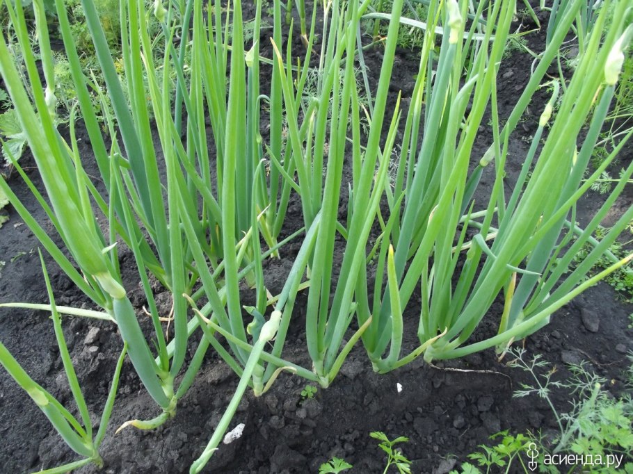 Растение лук слизун