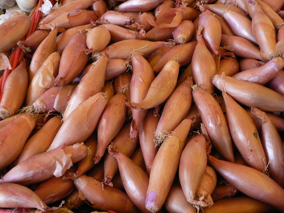 Семена Гавриш AGROELITA лук батун Эверест, на зелень 100 шт.