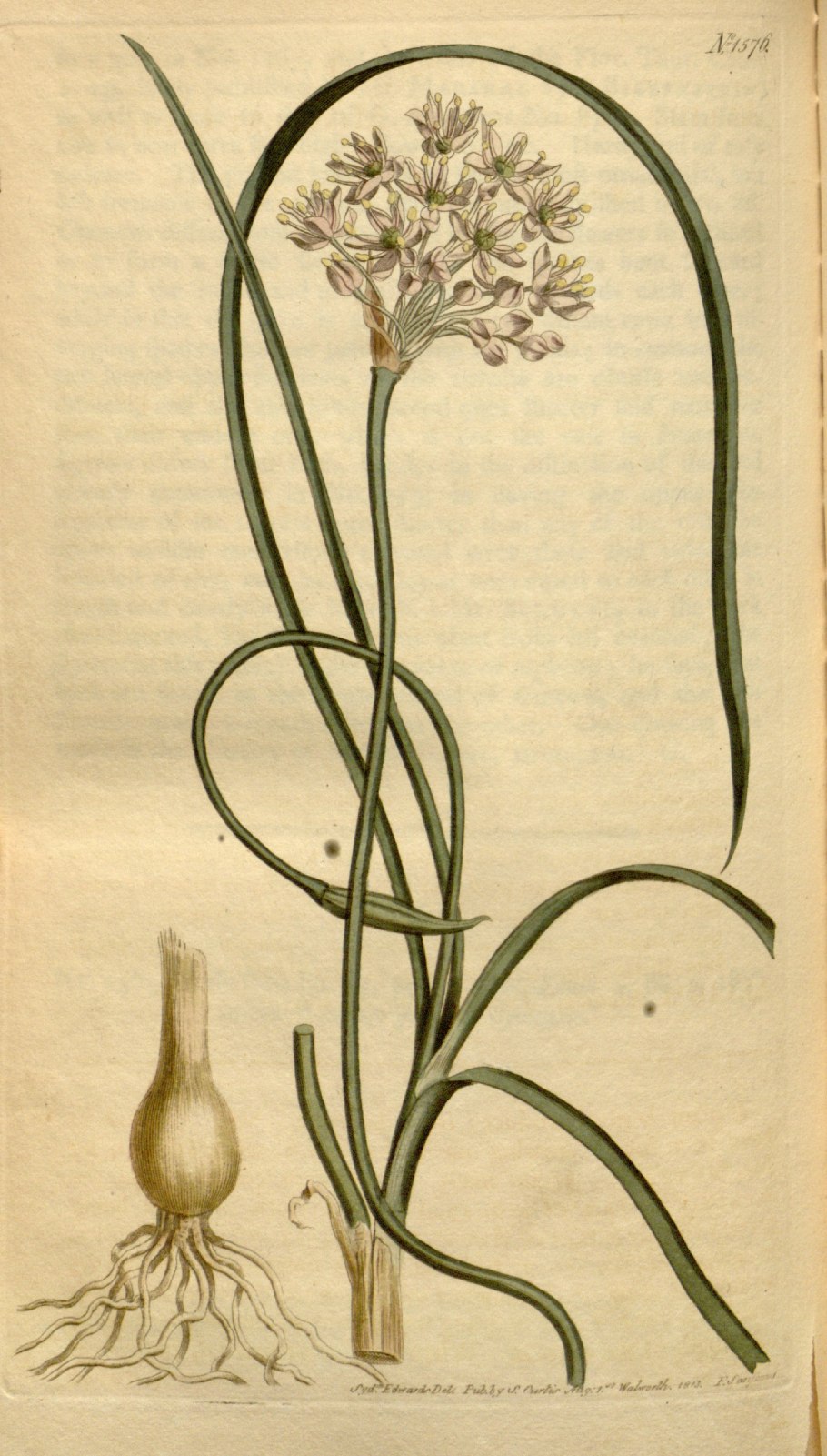 Allium stellatum