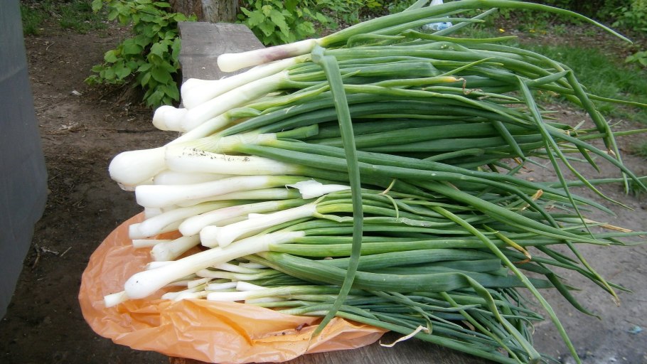 Фиксай лук батун