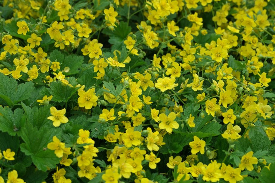 Вальдштейния тройчатая (Waldsteinia ternata)