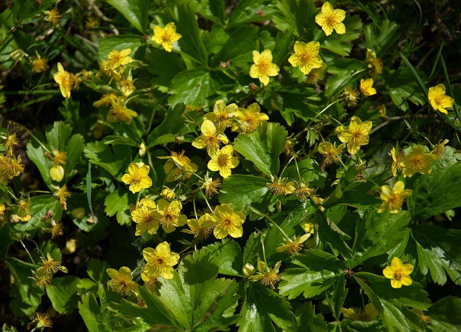 Вальдштейния высота