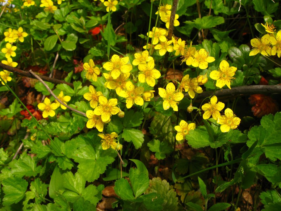 Вальдштейния гравилатолистная