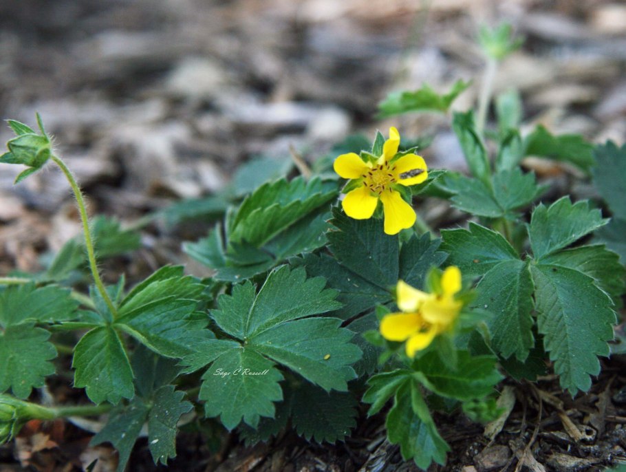 Potentilla canadensis