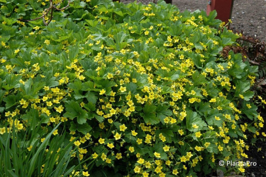 Вальдштейния тройчатая