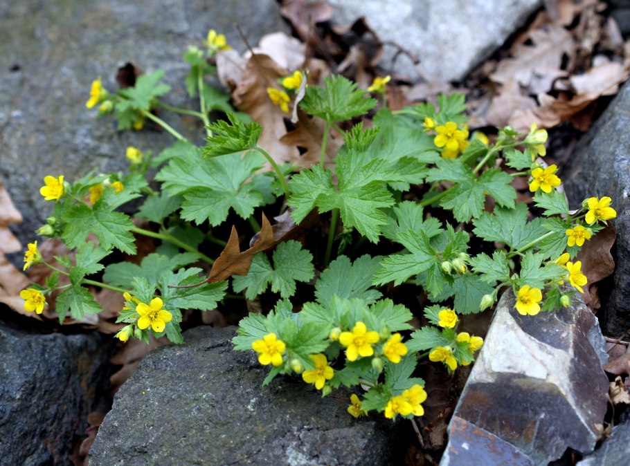 Вальдштейния Waldsteinia ternata