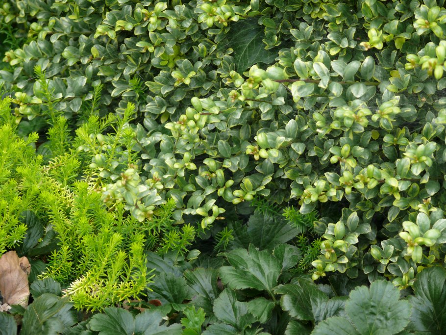 Вальдштейния тройчатая почвопокровная