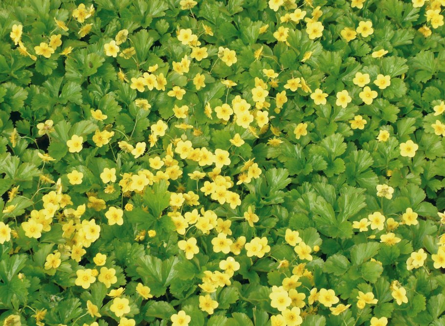 Бадан, Вальдштейния тройчатая