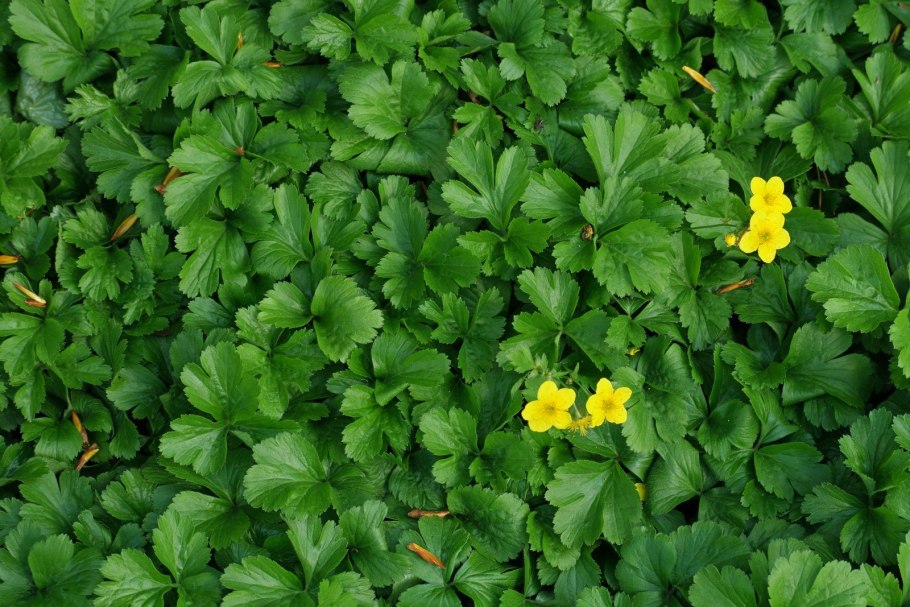 Вальдштейния тройчатая ternata