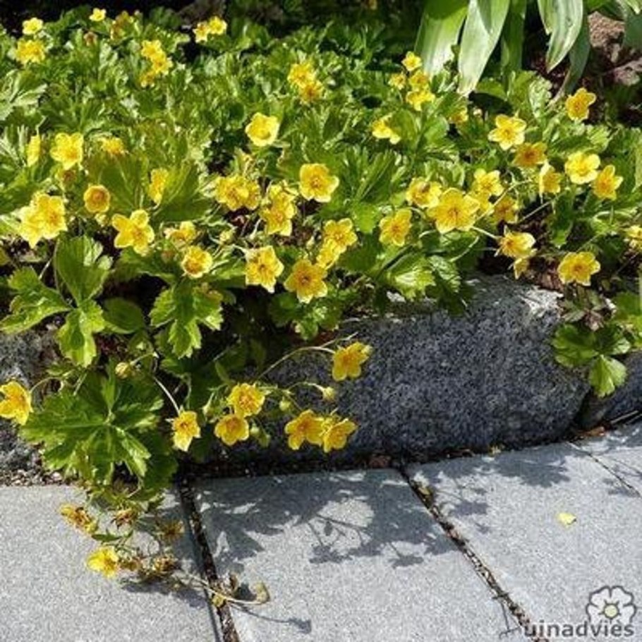 Вальдштейния тройчатая . . . . . Р9. . . , Waldsteinia ternata