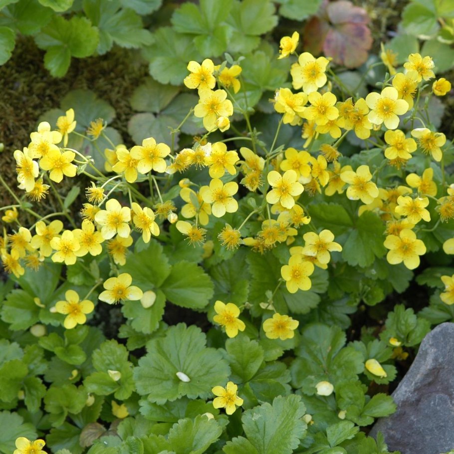 Вальдштейния Waldsteinia ternata Forrest Sun