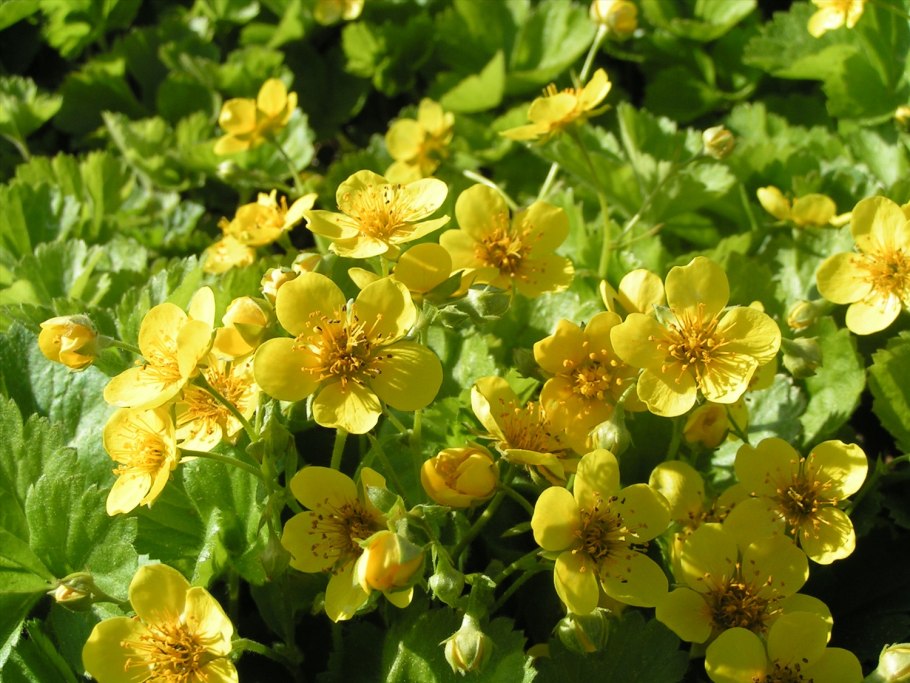 Вальдштейния гравилатолистная