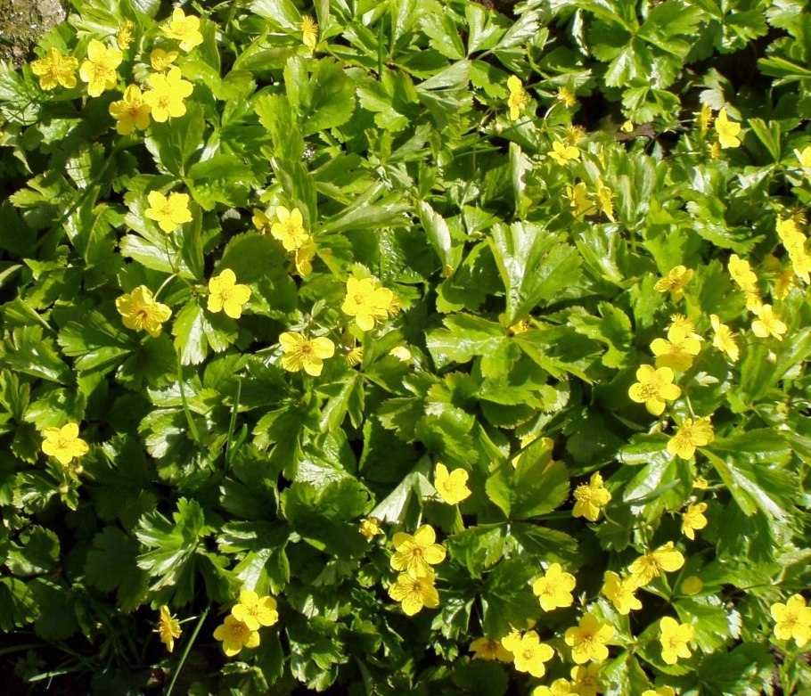 Вальдштейния тройчатая (Waldsteinia ternata)
