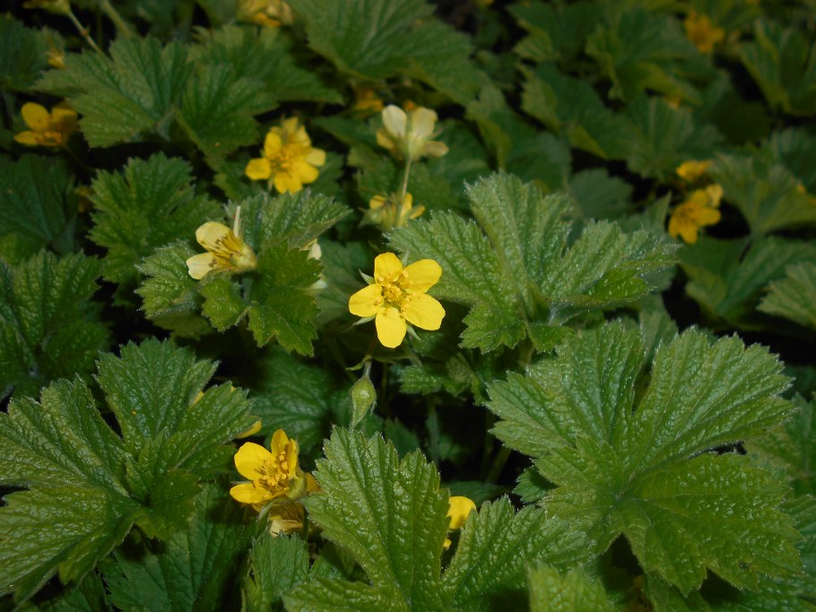 Вальдштейния р9