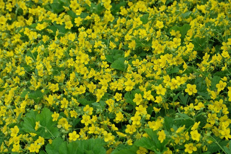 Вальдштейния тройчатая