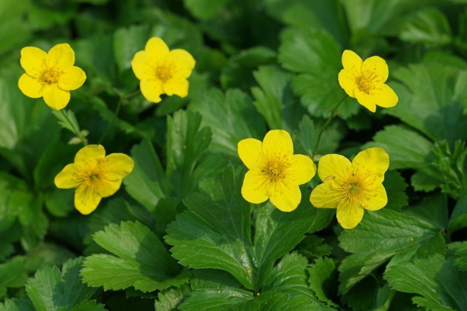 Вальдштейния Waldsteinia ternata Forrest Sun