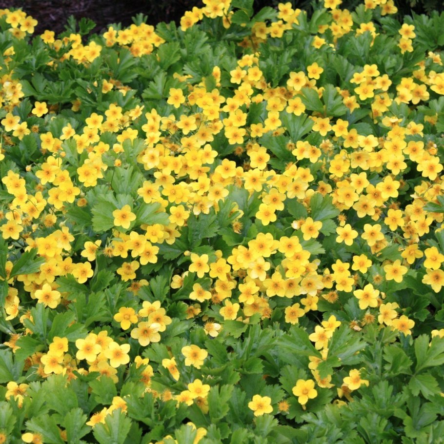 Вальдштейния Waldsteinia ternata