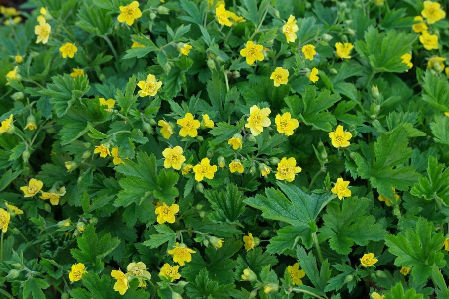 Вальдштейния тройчатая