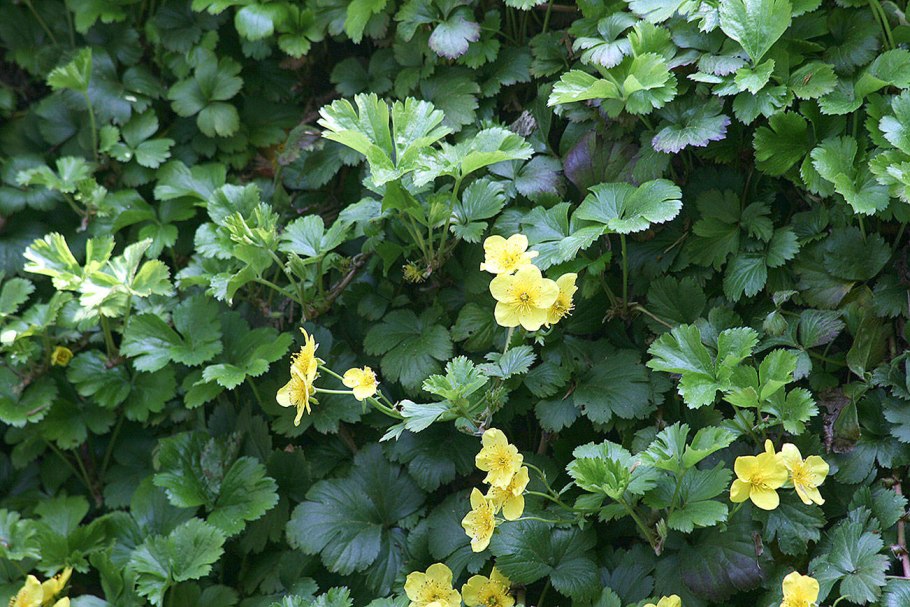 Вальдштейния гравилатолистная