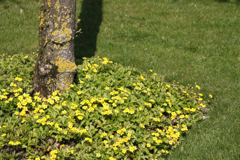 Вальдштения тройчатая