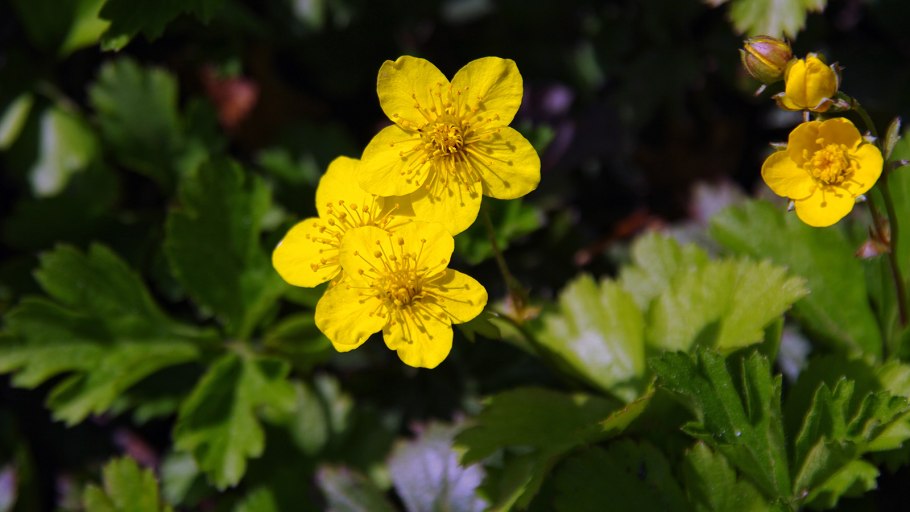 Вальдштейния Сибирская