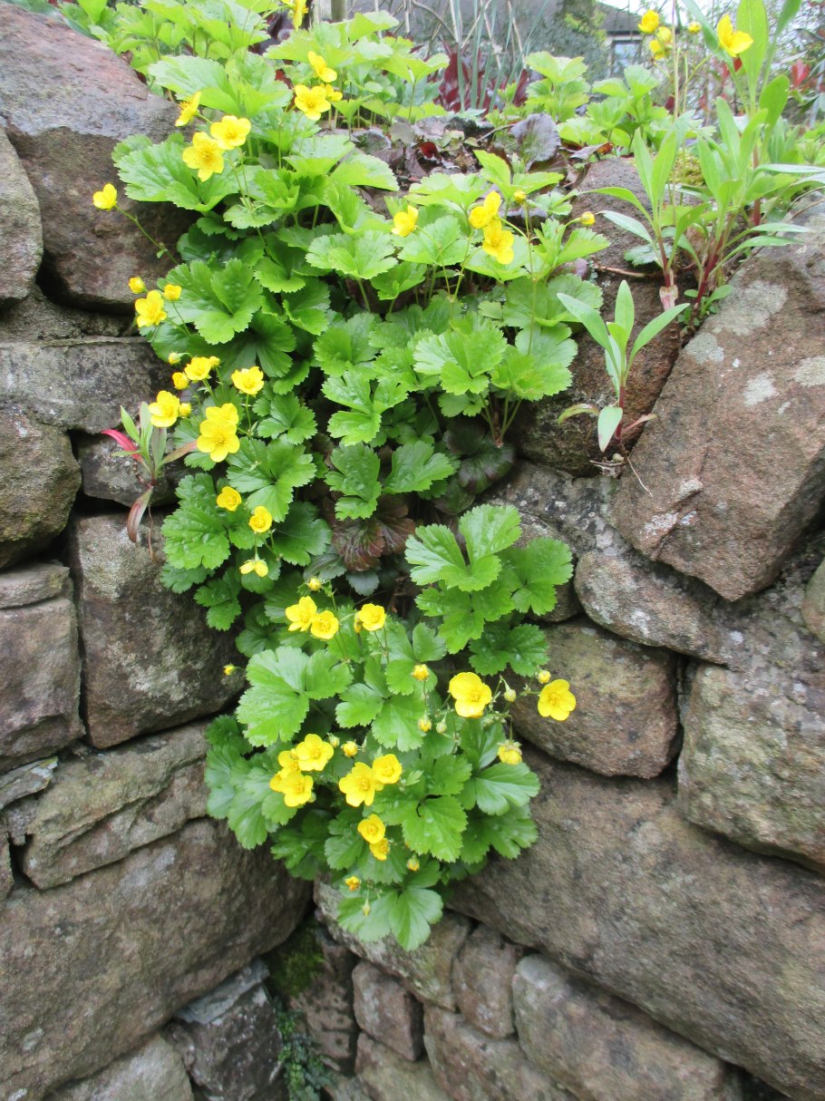 Вальдштейния тройчатая