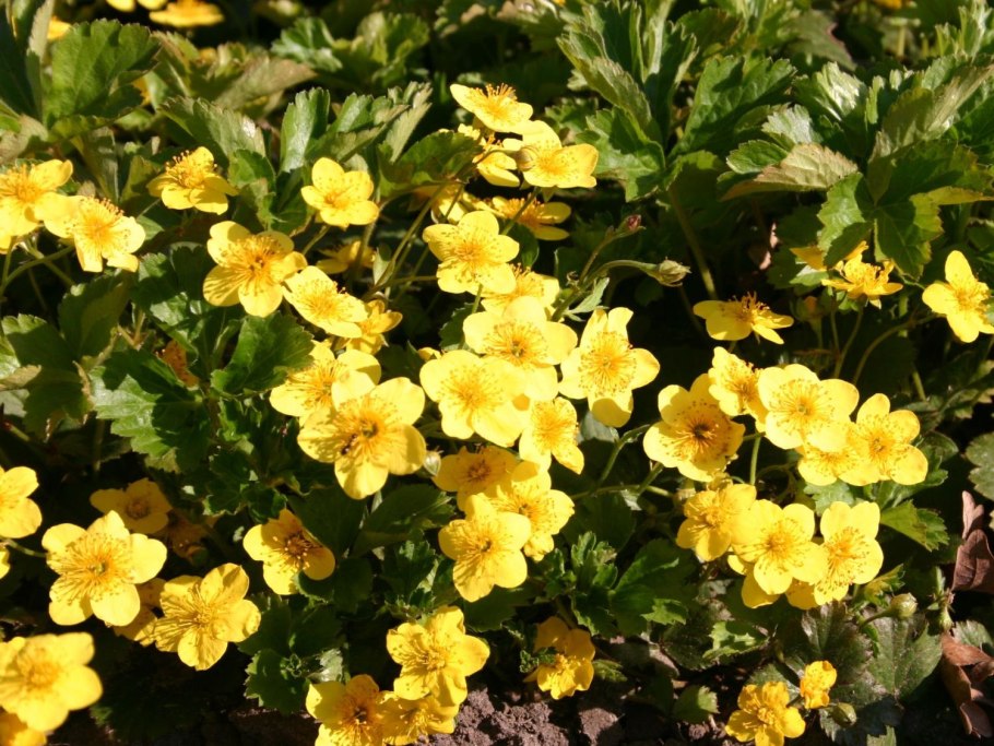 Вальдштейния тройчатая