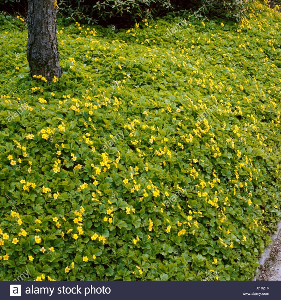 Вальдштейния тройчатая (Waldsteinia ternata)