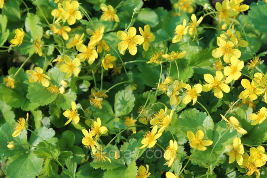 Вальдштейния p9