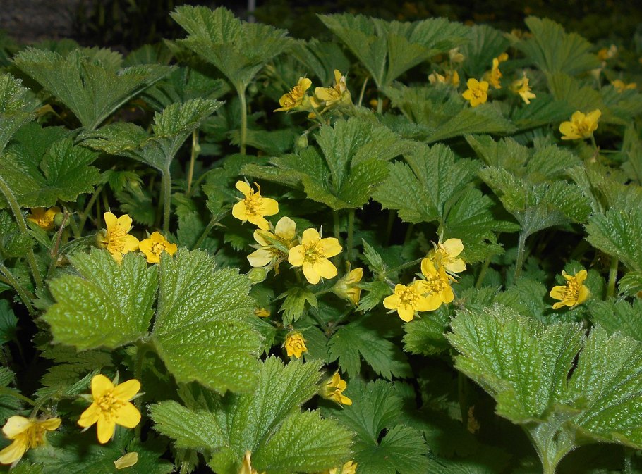 Waldsteinia fragarioides