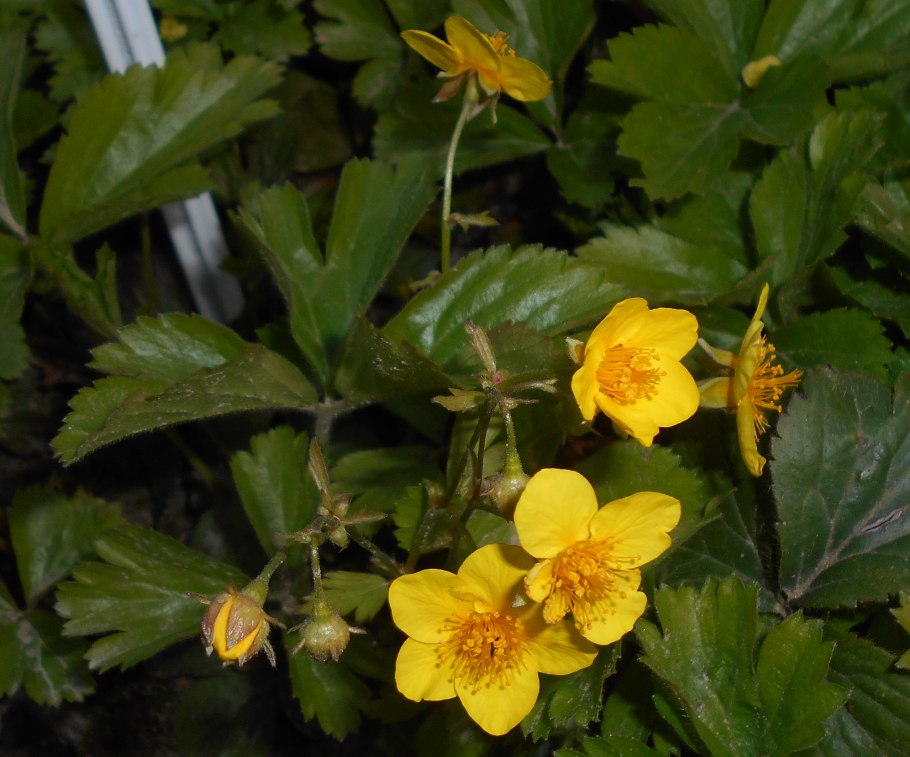 Вальдштейния тройчатая