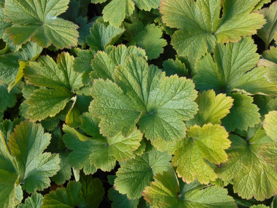 Вальдштейния тройчатая в ландшафтном дизайне