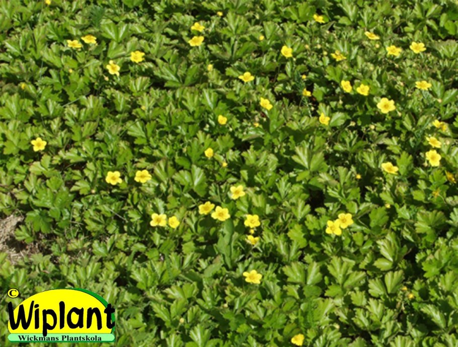 Вальдштейния тройчатая forrest sun