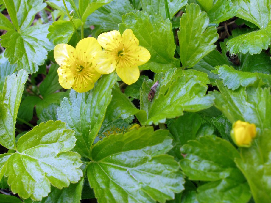 Вальдштейния Waldsteinia ternata Waldsteinia ternata