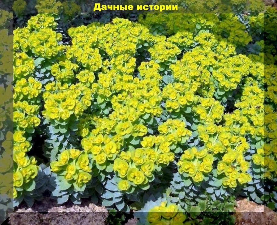 Молочаем многоцветным (Euphorbia polychroma)