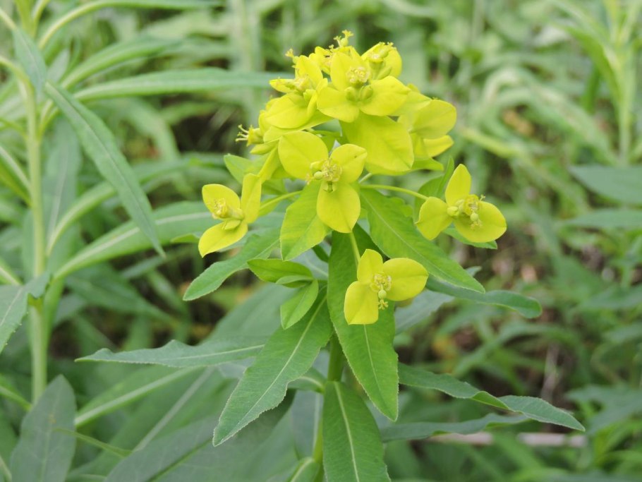 Молочай лозный