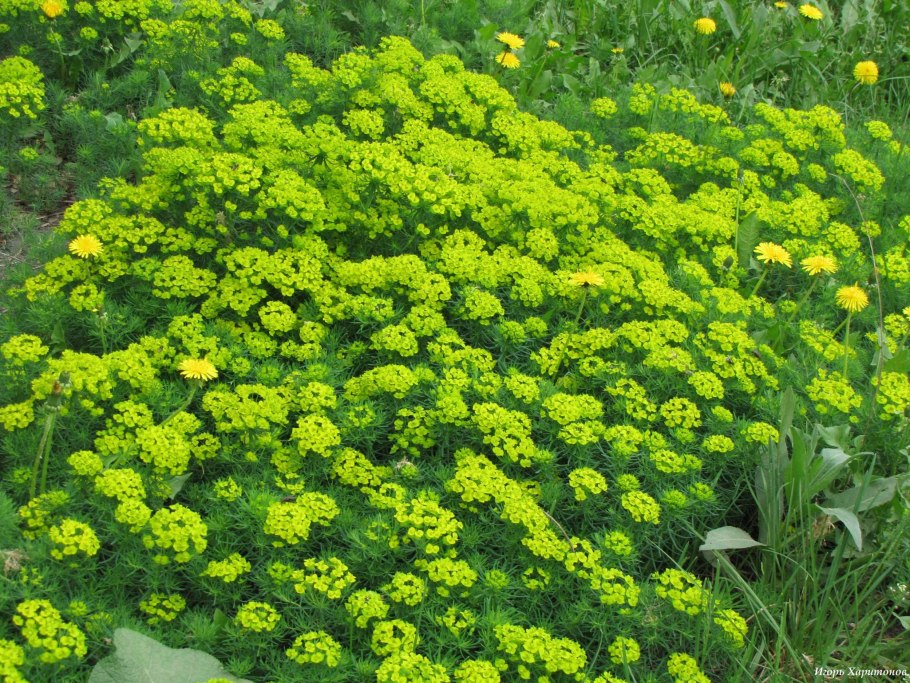 Молочай дальневосточный