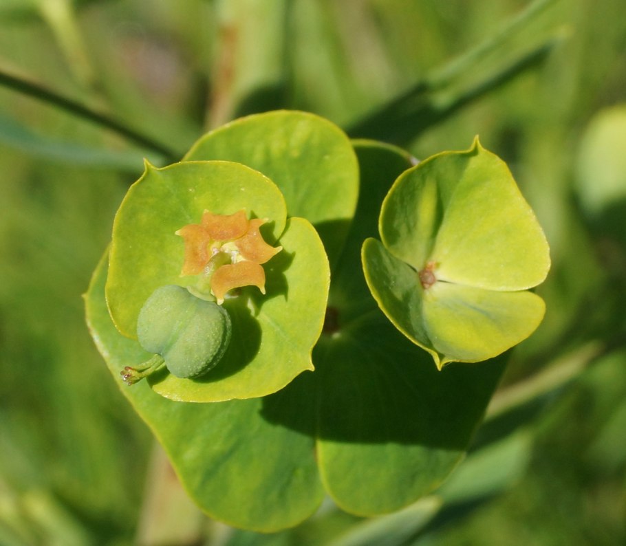 Молочай Вальдштейна