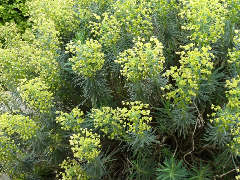 Молочай кипарисовый euphorbia cyparissias