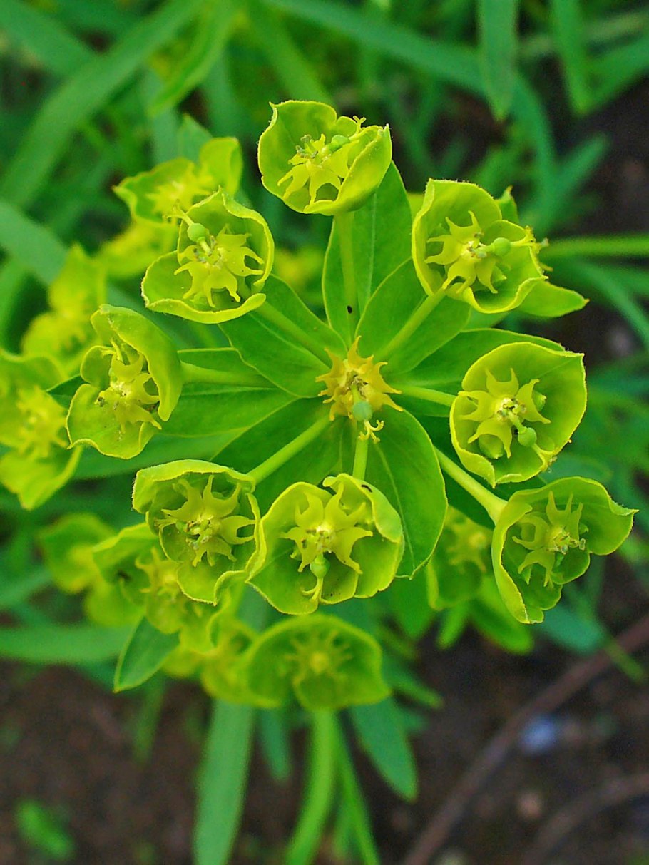 Молочай жигулёвский euphorbia zhiguliensis