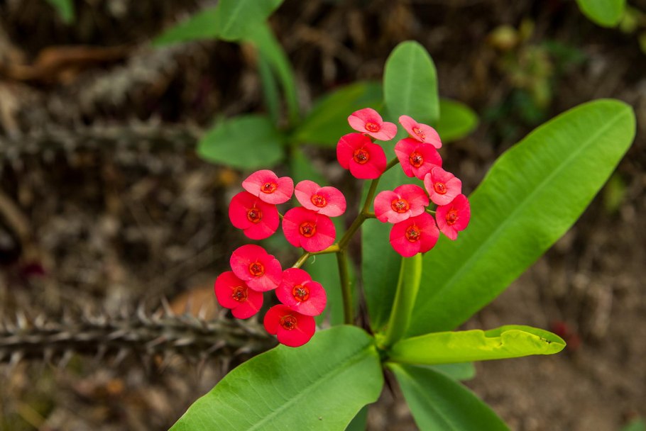 Молочай ампельный