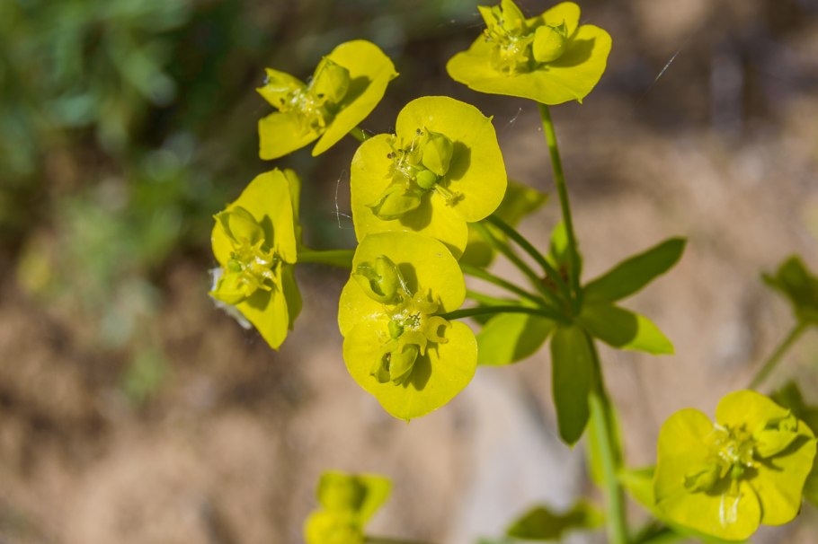 Молочай прутьевидный euphorbia virgata